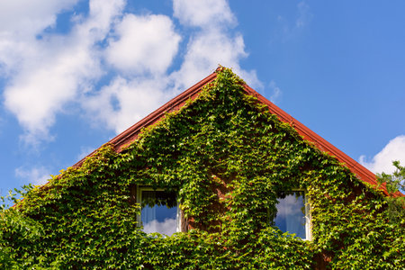 House covered by green ivy. Roof are covered with green ivy on a background with blue cloudy sky.の写真素材