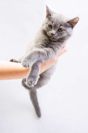 cute gray domestic young kitten hang on human hand on light background, vertical photoの写真素材