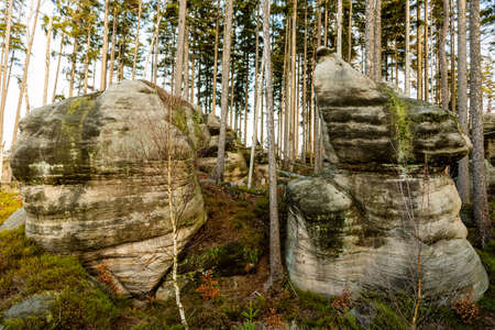 deep forest with stones and rocks of table mountain, wilderness natural landscape, horizontal photoの写真素材