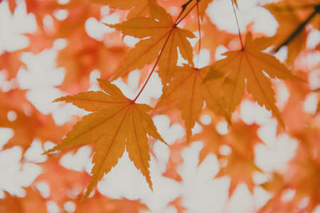 yellow autumnal japanese maple leaves, fall foliage background, horizontal photoの写真素材