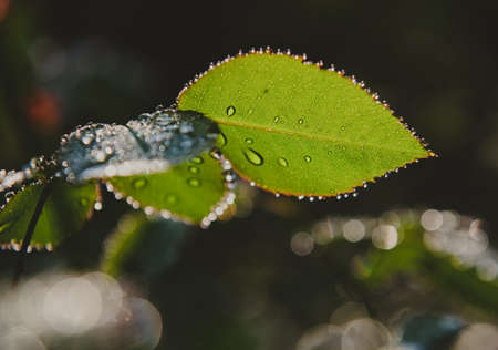 green rose leaves with raindrops. water on rose leaf, close up horizontal photoの写真素材