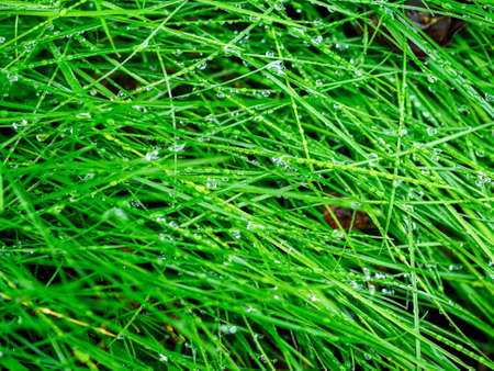 drops of dew on a green grass, horizontal photo view from topの写真素材