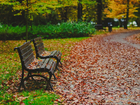 wooden bench with golden foliage in autumn city park in a rainy day, horizontal photo