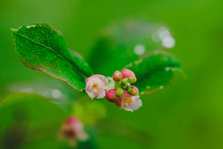 small pink flower on a shrub on green background in autumn season, horizontal photoの写真素材