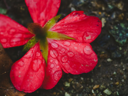 red flower covered with water drops lays on a ground, autumnal scene