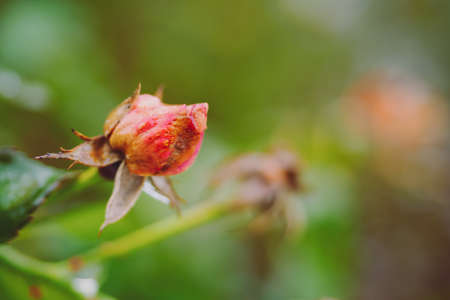 Fading autumn rose. Faded roses in garden. Rose on unfocused background on warm autumn rainy dayの写真素材