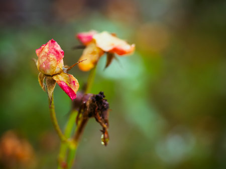 Fading autumn rose. Faded roses in garden. Rose on unfocused background on warm autumn rainy dayの写真素材