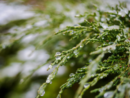 Water drop on leaves of Thuja. Melting snow or dew on the green thuja with water drops, green floral background of evergreen coniferの写真素材