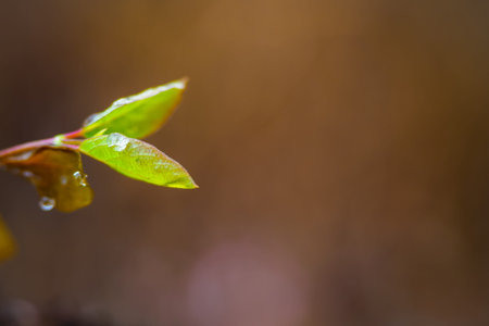 Early spring branch of shrub and tiny green wet leaf in a rainy day early spring, close up