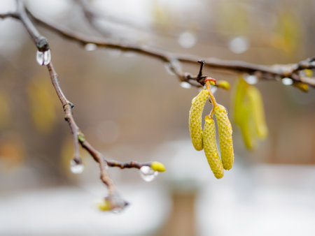 Birch branch with earrings with raindrops on a blurred background in a rainy day. Early springの写真素材