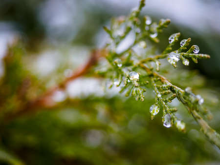 Water drop on leaves of Thuja. Melting snow or dew on the green thuja with water drops, green floral background of evergreen coniferの写真素材