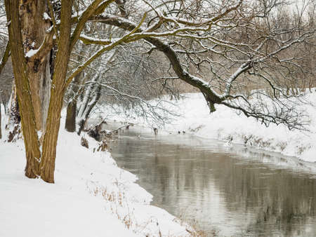tree and river in a city park in winter after snowfallの写真素材
