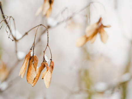 Maple seeds on a twig in the snow in a winter park, close up photoの写真素材