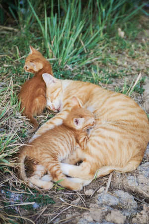 Cat nursing her kittensの写真素材