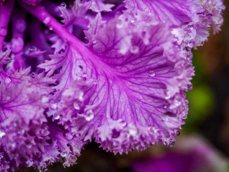 Ornamental decorative purple cabbage covered with dew drops or rain. Abstract floral backgroundの写真素材