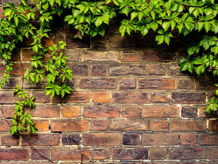 Old brick wall covered with ivy plant. Old texture brick wall, textured background.の写真素材