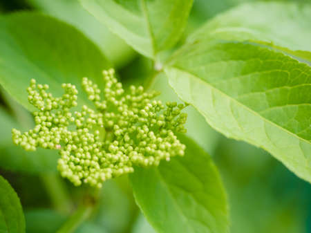 Immature green flower elder or elderberry, focus on foreground and green plant on a backgroundの写真素材