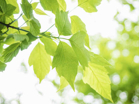small tree twig with fresh green leaves in a sunny spring day, springtime backgroundの写真素材