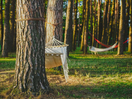 White hammocks hanging between the pine trees in a summer forest on lakeshore. Slow life and outdoor recreation conceptの写真素材