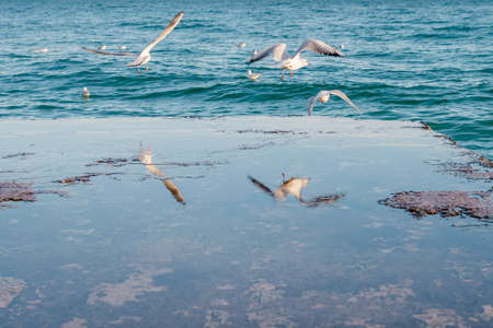 seagulls flying away from wet pier on a seaの写真素材