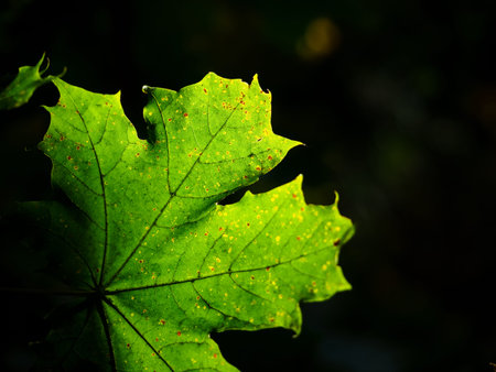 green maple leaf on dark background in a sunny day in early autumn season