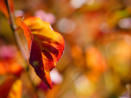 Euonymus shrub red leaves, close up photo with fall colors background. Red leaves of Euonymus shrub...
