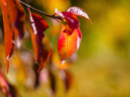 Euonymus shrub red leaves, close up photo with fall colors background. Red leaves of Euonymus shrub...