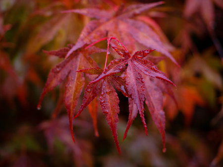 red maple tree leaves , close up photo of beautiful red autumn foliage. natural vibrant fall season...