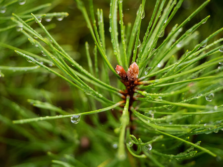 pine tree branch with water drops in a rainy day, close up photo