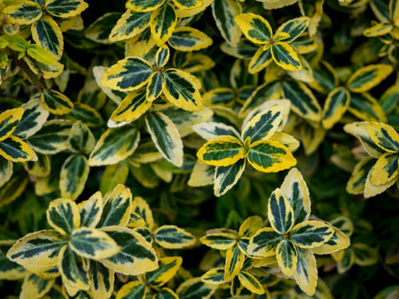 Japanese Spindle Plant Compact Evergreen Variegated Shrub, close up photo of green and yellow leaves in an outdoor garden. Euonymus Harlequinの写真素材