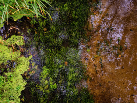 underwater grass grow in a river flow, top view into a forest riverの写真素材