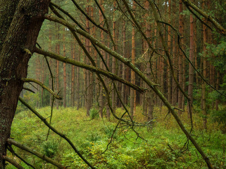 tree trunk in a deep moody forest in autumn season in a rainy day. wild nature backgroundの写真素材