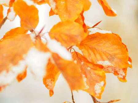dry yellow leaves on a tree branch covered with snow in a winter season, close up photoの写真素材