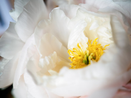 white tree peony, flowering plant, close up viewの写真素材