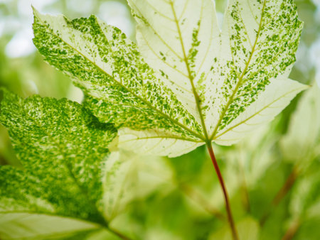 pseudoplatanus maple leaves, close up photo, selective focus of acer leavesの写真素材
