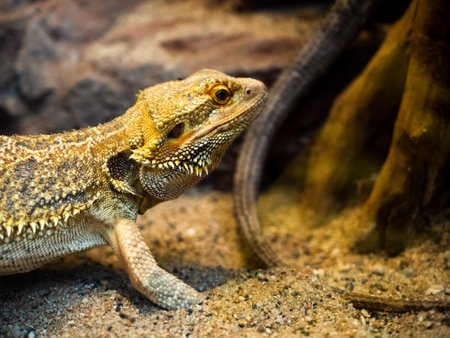 lizard on a warm sand in terrarium in the zoo. small dragonの写真素材