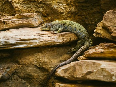 a big lizard lies on a warm stone in the terrarium, in the zooの写真素材