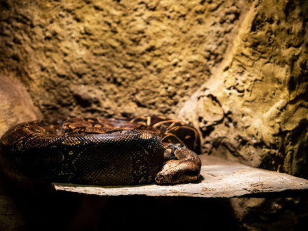 python lies on a warm stone in the terrarium of the zoo