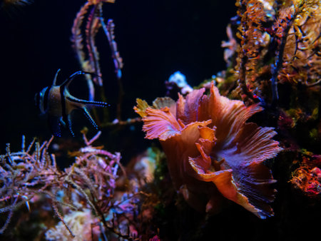 imitation coral reef with seaweeds and algaes on a stones in terrarium in the zoo. dark deep water viewの写真素材