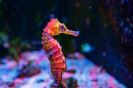 seahorse underwater on dark backgroundの写真素材