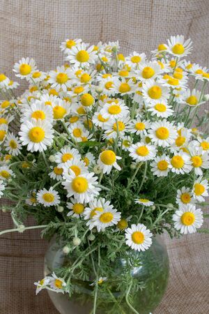 A bouquet of chamomiles in a glass vase on the background of burlapの写真素材