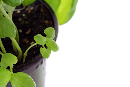 Fresh basil leaves close-up on white backgroundの写真素材