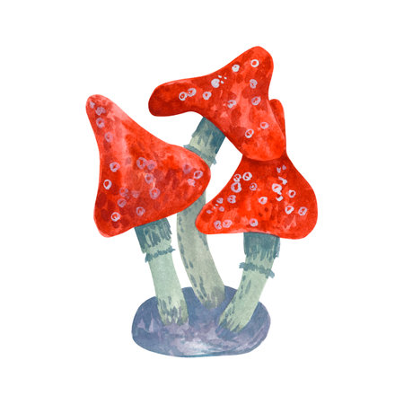 watercolor illustration of a pair of fly agaric mushrooms isolated on white backgroundの写真素材
