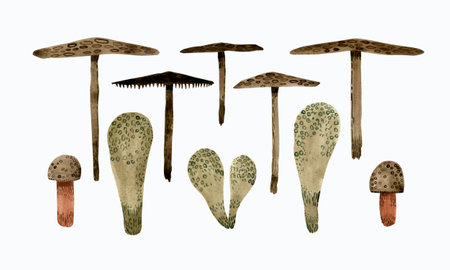Set of watercolor forest mushrooms. Brown mushroom isolated on white background. watercolor illustration for forest design.の写真素材