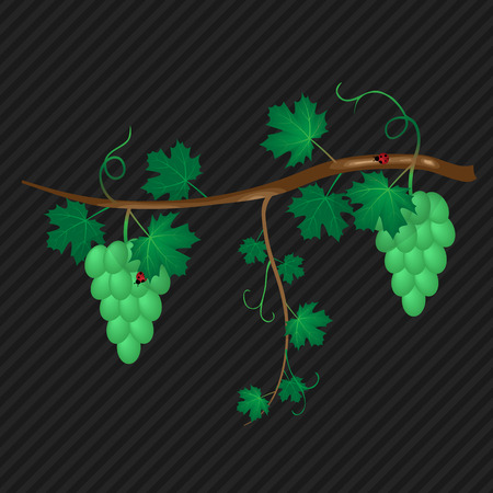 abstract vine with ripe grape vector backgroundのイラスト素材