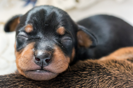 Adorable newborn puppy sleepingの写真素材