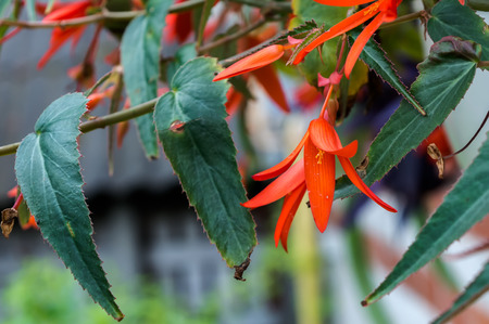 Orange begonia flowers blooming in the gardenの写真素材