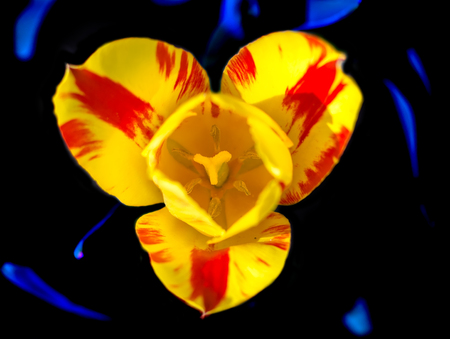 Delightful yellow Rembrandt Tulip with broad red flames isolated on dark background. Top view.の写真素材