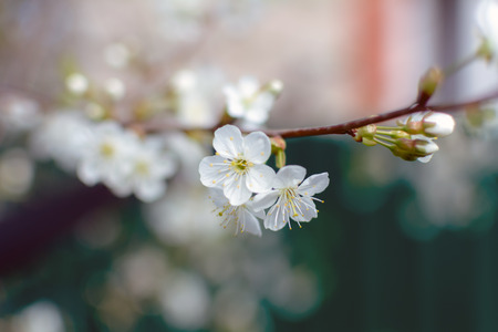 White Cherry flowers or Prunus cerasus flowers, cherry tree blossom. Closeup photo of white cherry flowers, soft focus.の写真素材