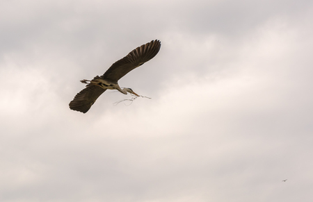 Grey heron (Ardea cinerea) flying in the cloudy sky with twig for nest weaving in her beak. This is a long-legged predatory wading bird with white head and neck, grey body and wings and long beak.の写真素材